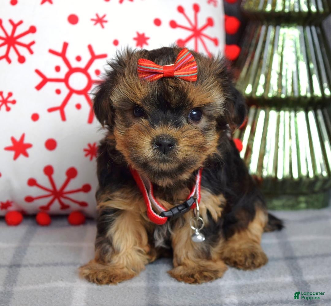 Yorkshire Terrier dogs for sale: Greta - Ad 8