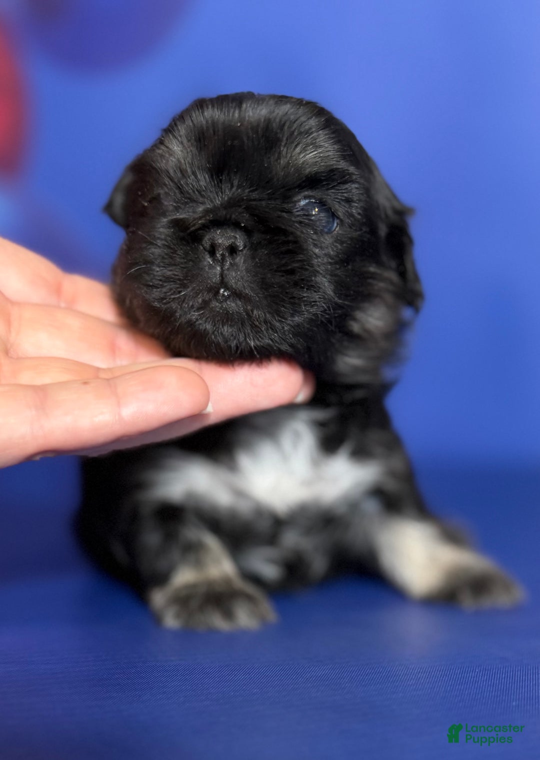 Pekingese dogs for sale: ACA dancer black and tan  - Ad 6