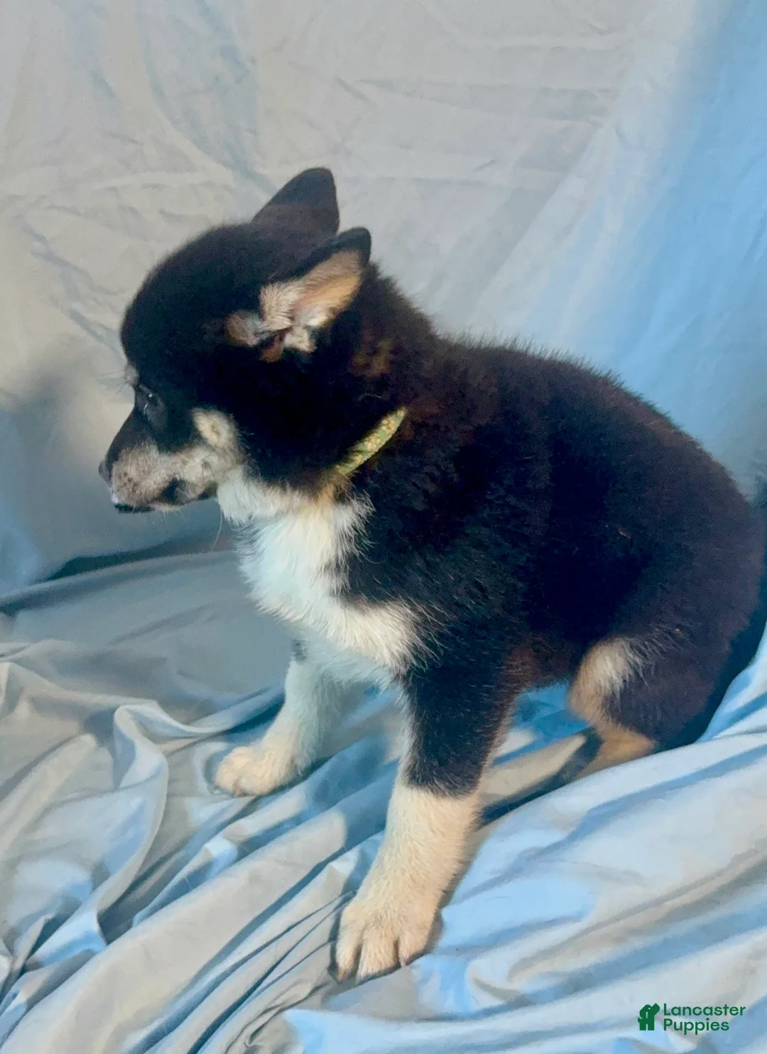 Mixed Breed dogs for sale: Maverick - Ad 9