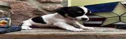 Chihuahua dogs for sale: 🐾Milhouse~Tricolor Chihuahua - Ad 8