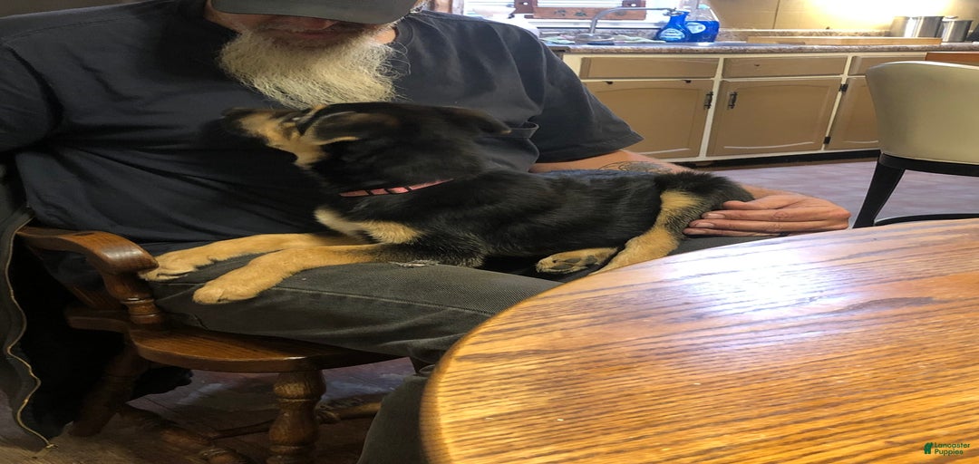 Gallery Image {{count}}