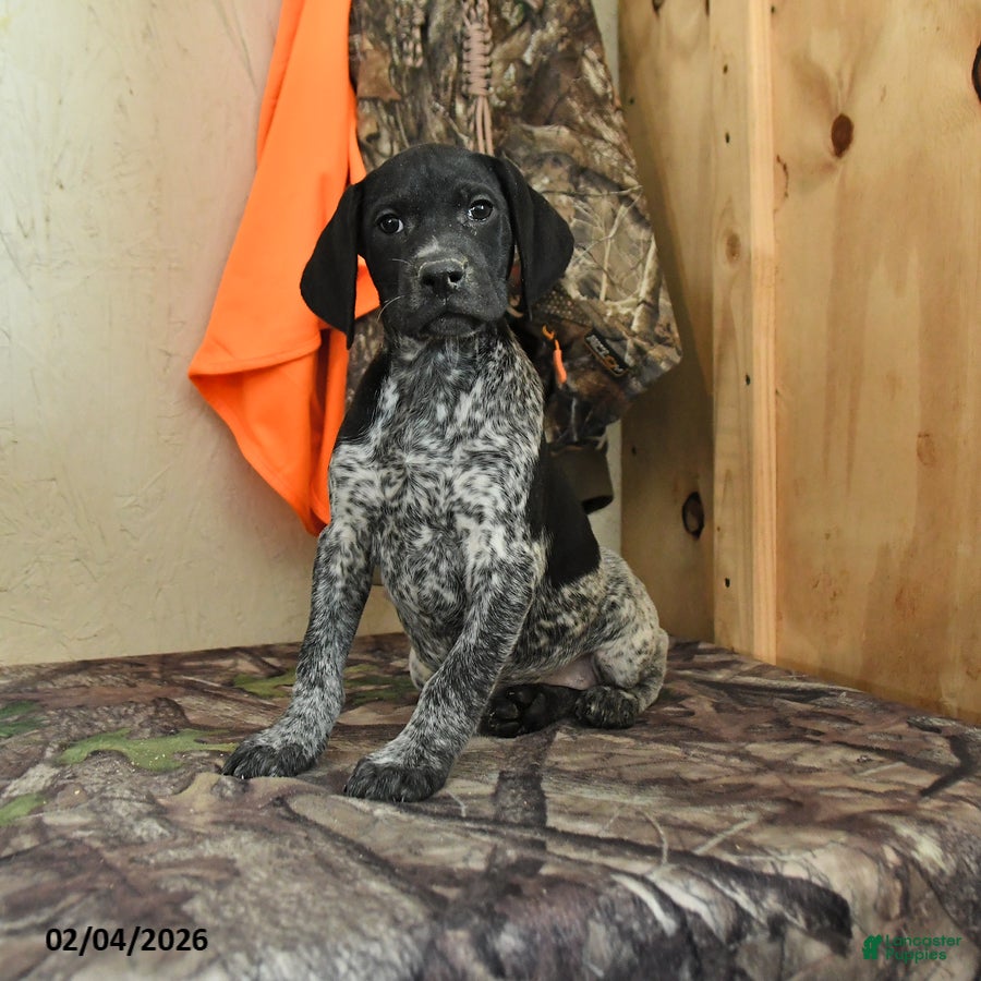 German Shorthaired Pointer dogs Willow - Ad 2