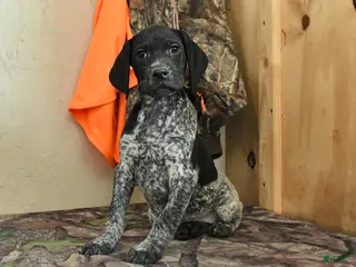 German Shorthaired Pointer dogs Willow - Ad 2
