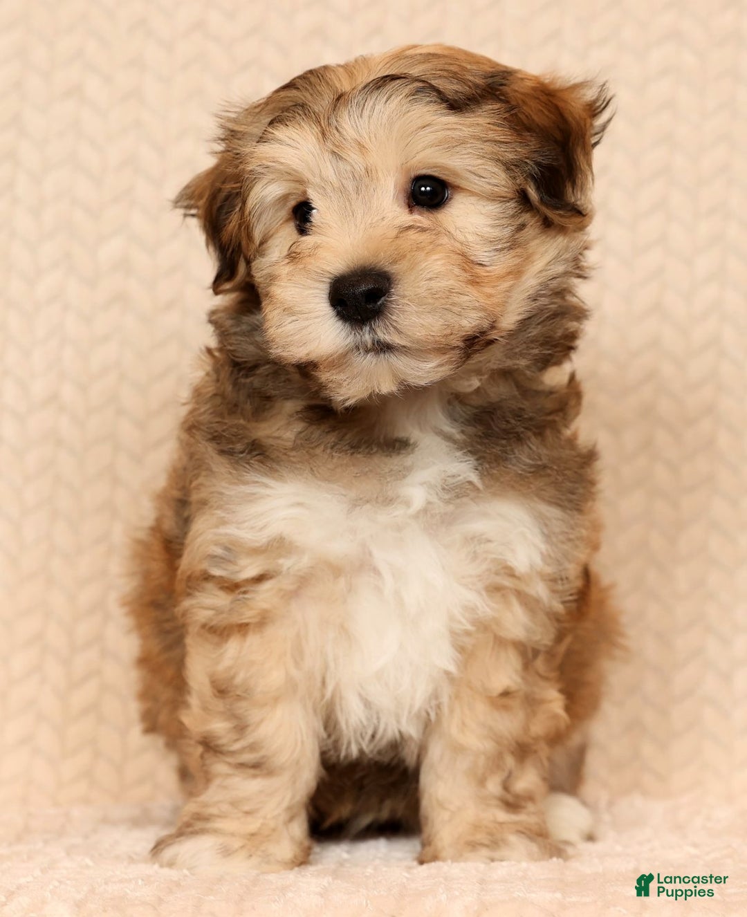 Yochon dogs for sale: Cody - Ad 4