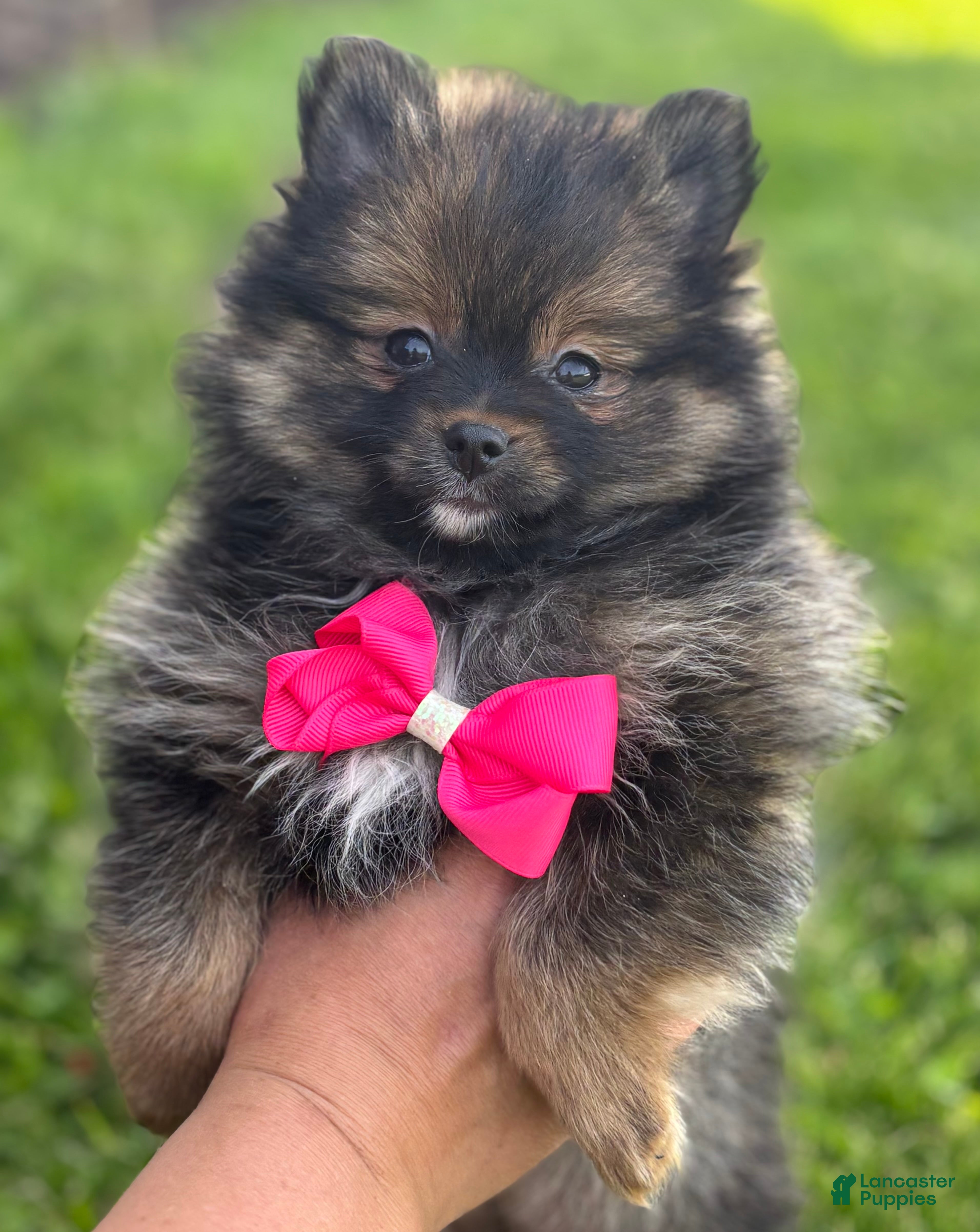 Pomeranian dogs for sale: Muffin  - Ad 7