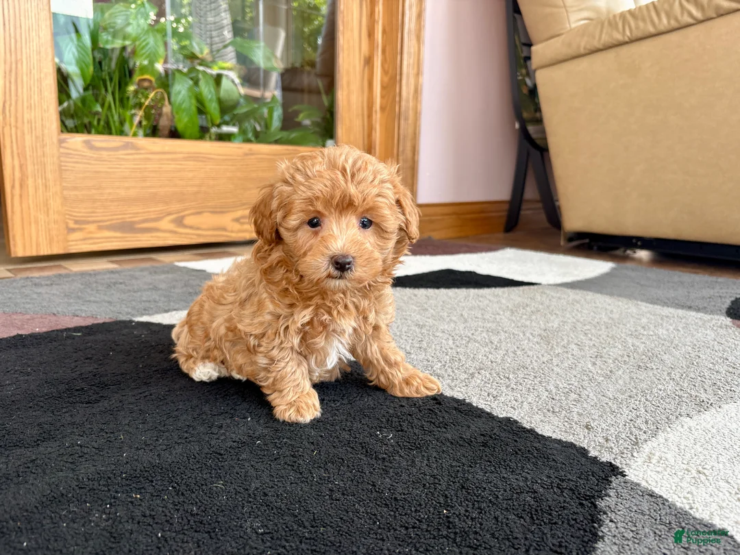 Havapoo dogs for sale: Havapoo Puppy 2 - Ad 8