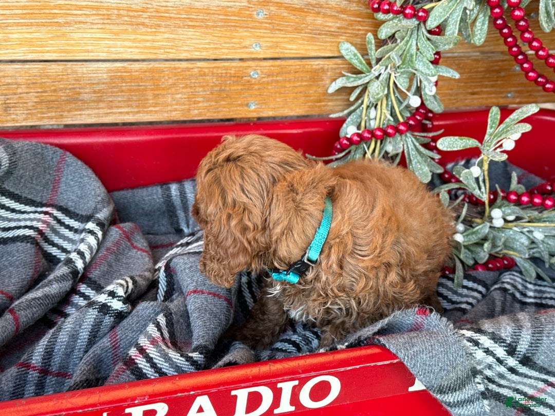 Mini Goldendoodle dogs for sale: Iris - Ad 10