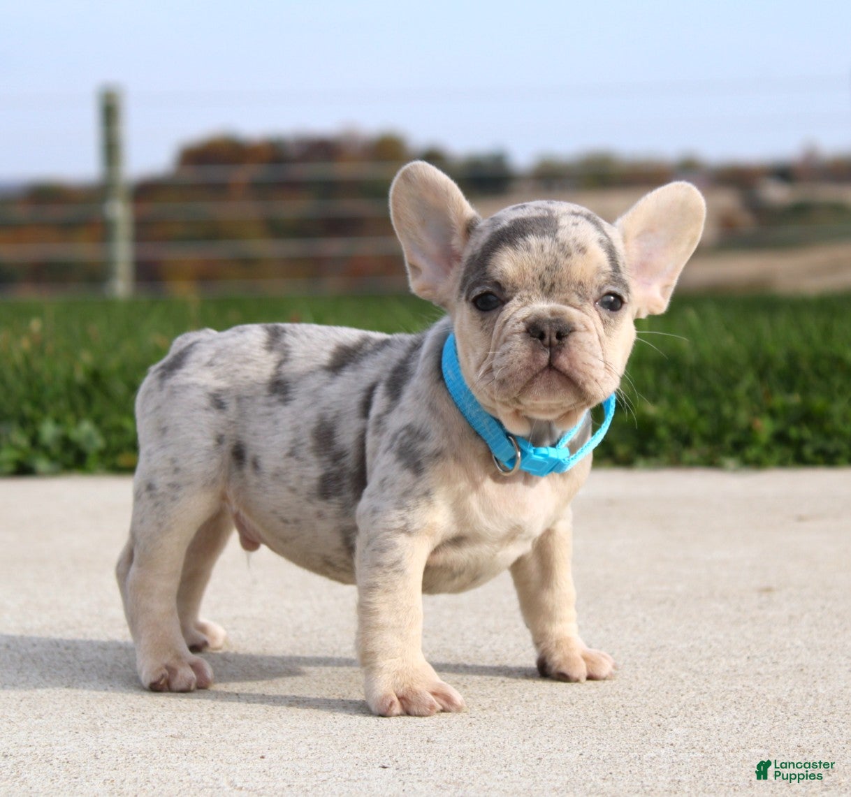 French Bulldog dogs for sale: Rocco - Ad 2