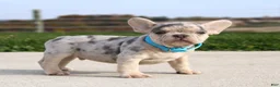 French Bulldog dogs for sale: Rocco - Ad 2