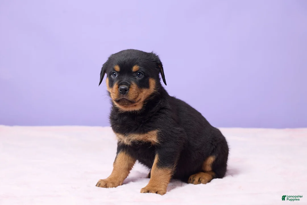 Rottweiler dogs for sale: Isla - Ad 2