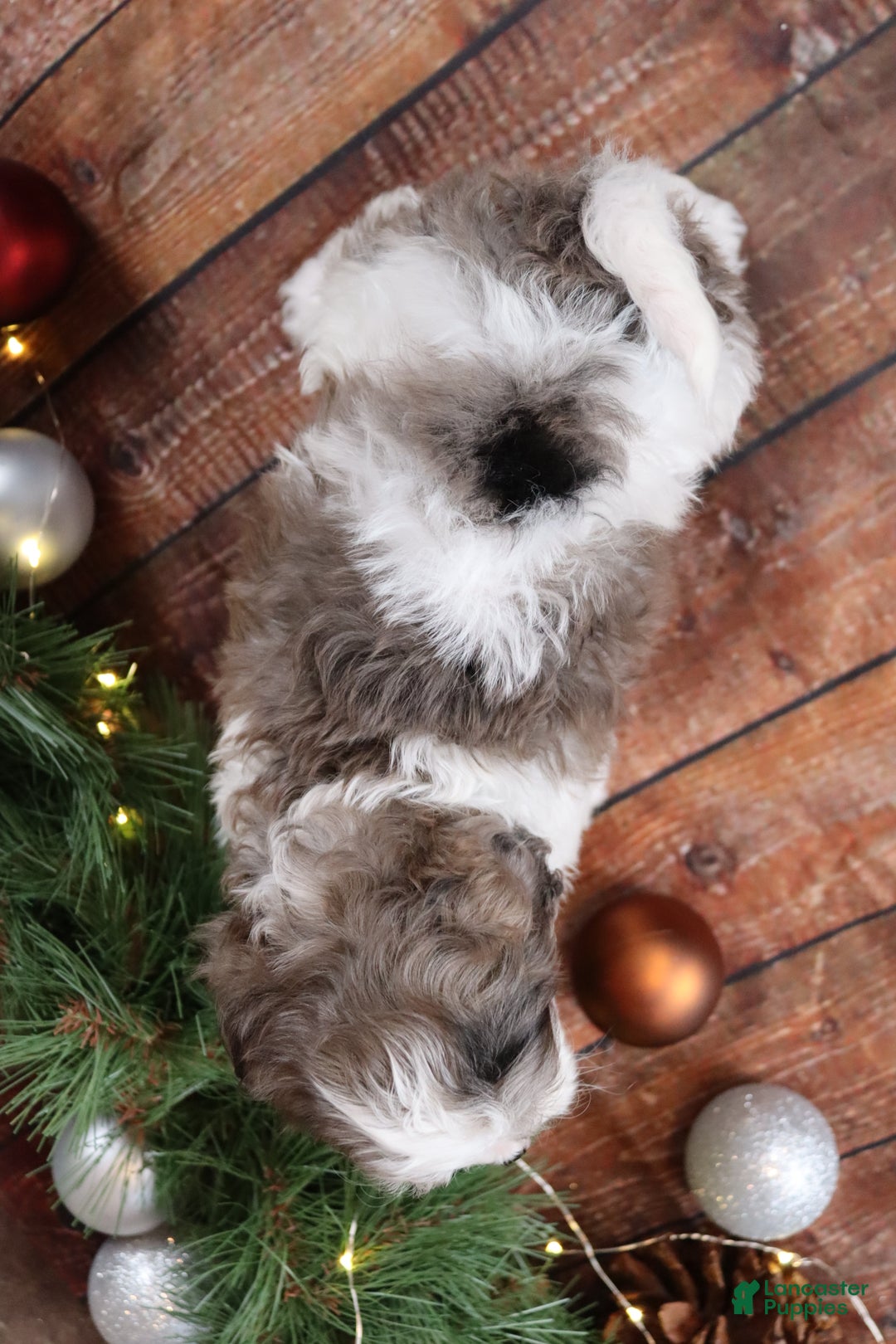 Cavapoo dogs for sale: Dove - Ad 3