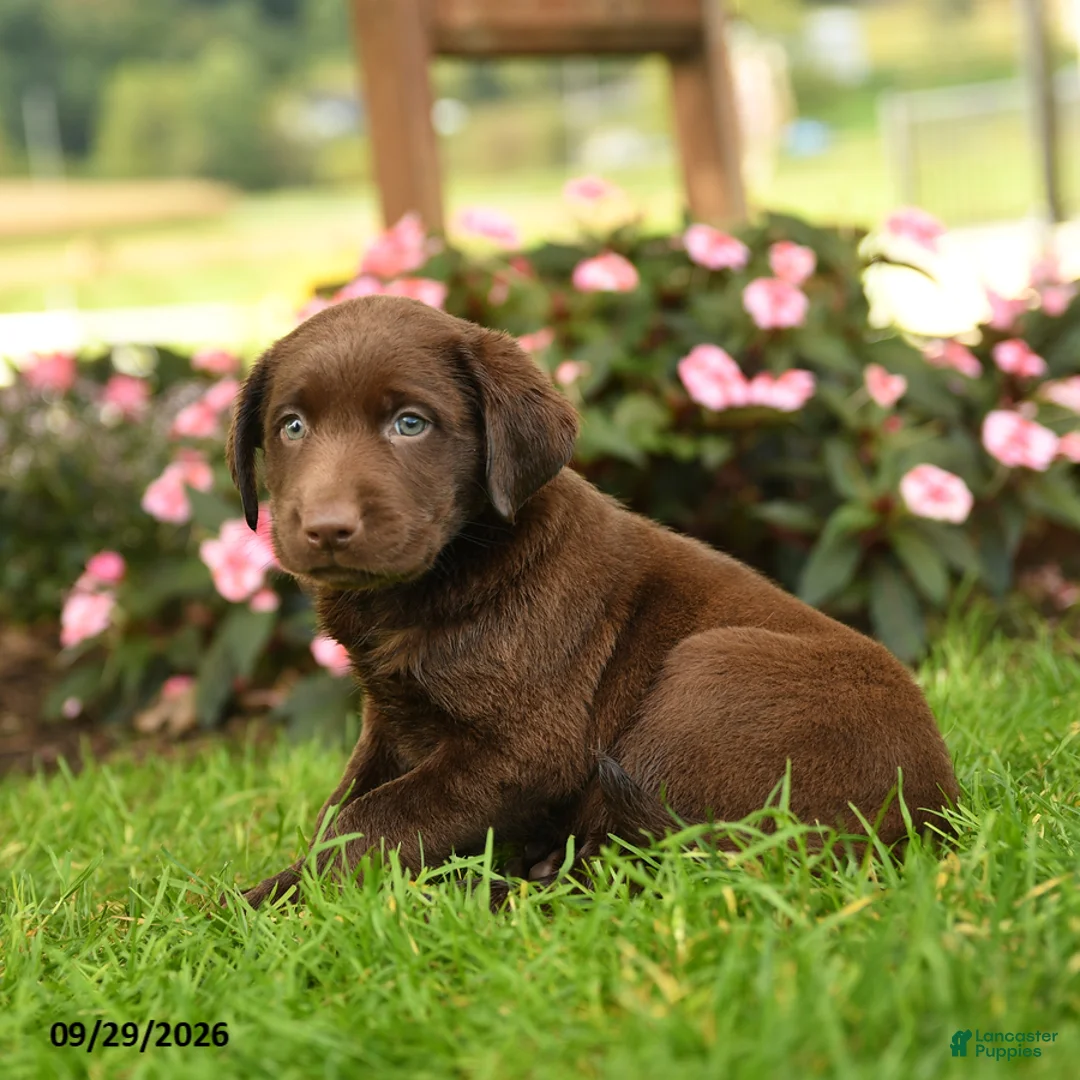 Labrador Retriever dogs for sale: Scout - Ad 2