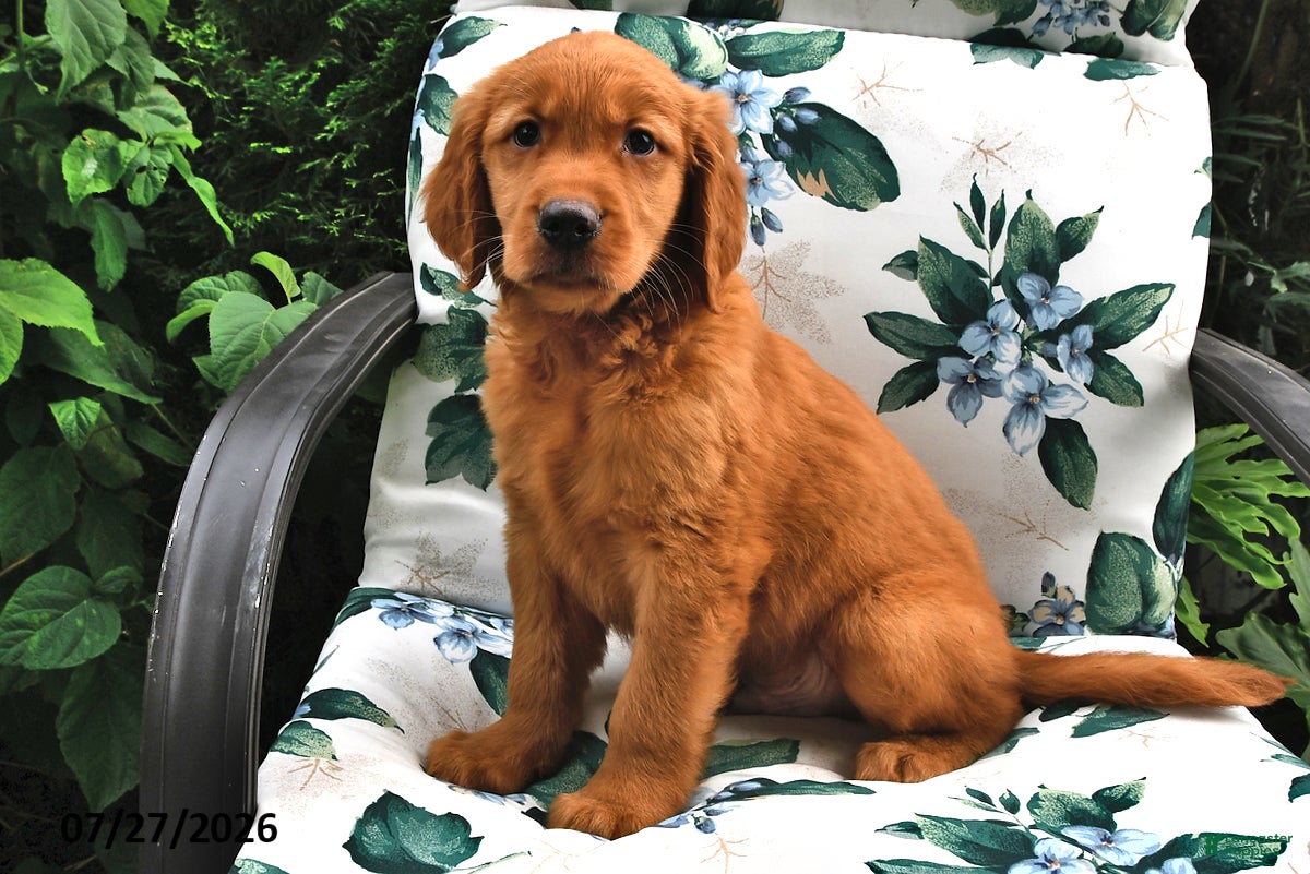 Golden Retriever dogs Twig - Ad 2