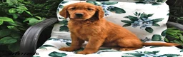Golden Retriever dogs for sale: Twig - Ad 2