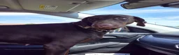 Doberman Pinscher dogs for sale: Doberman Pinscher 2 - Ad 2