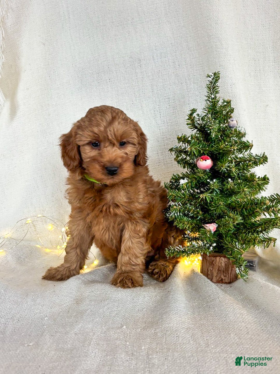 Goldendoodle dogs for sale: Luna - Ad 1