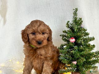 Goldendoodle dogs Luna - Ad 11