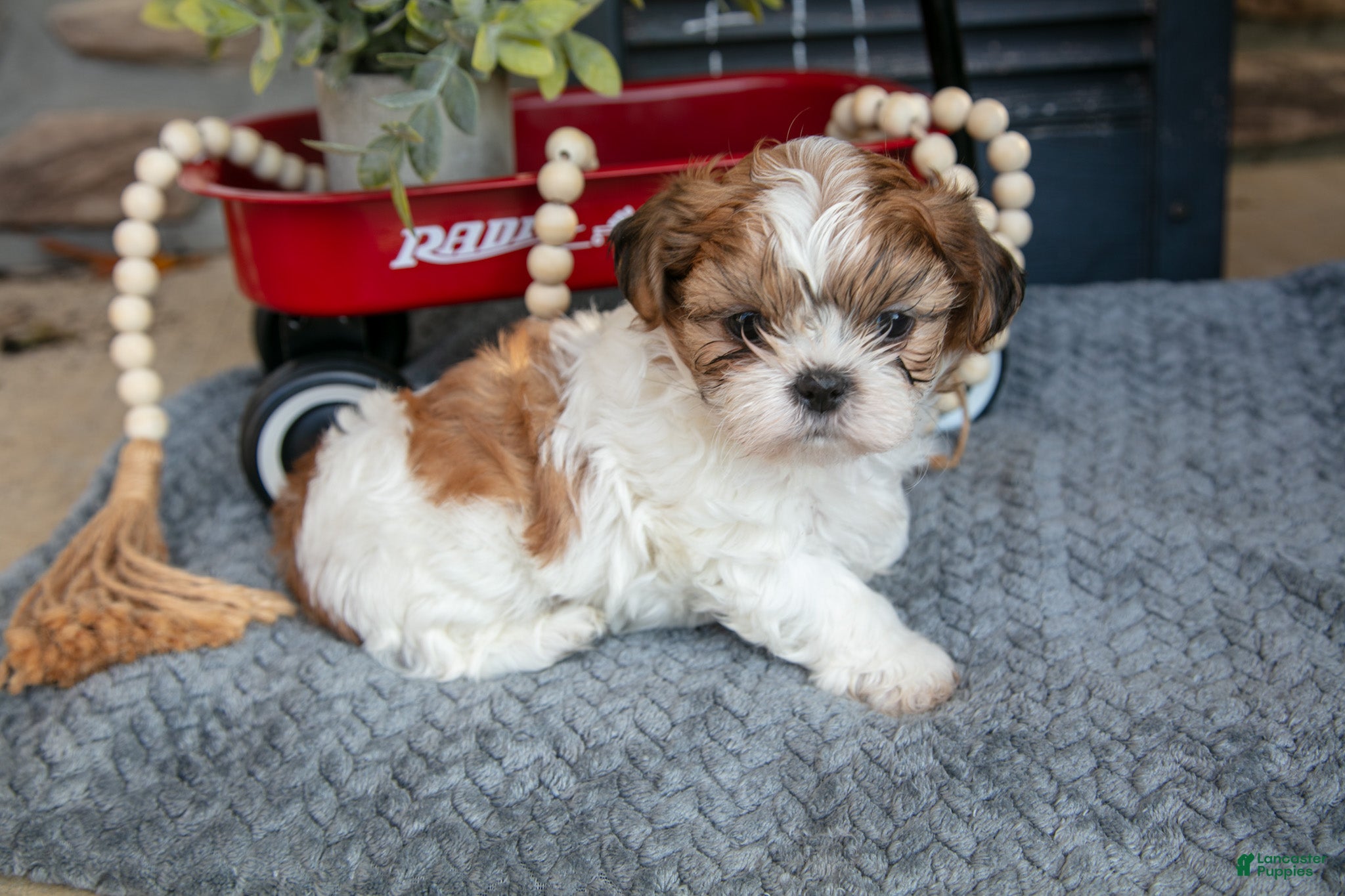 Shih Tzu dogs Hunter - Ad 28