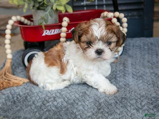 Shih Tzu dogs Hunter - Ad 11
