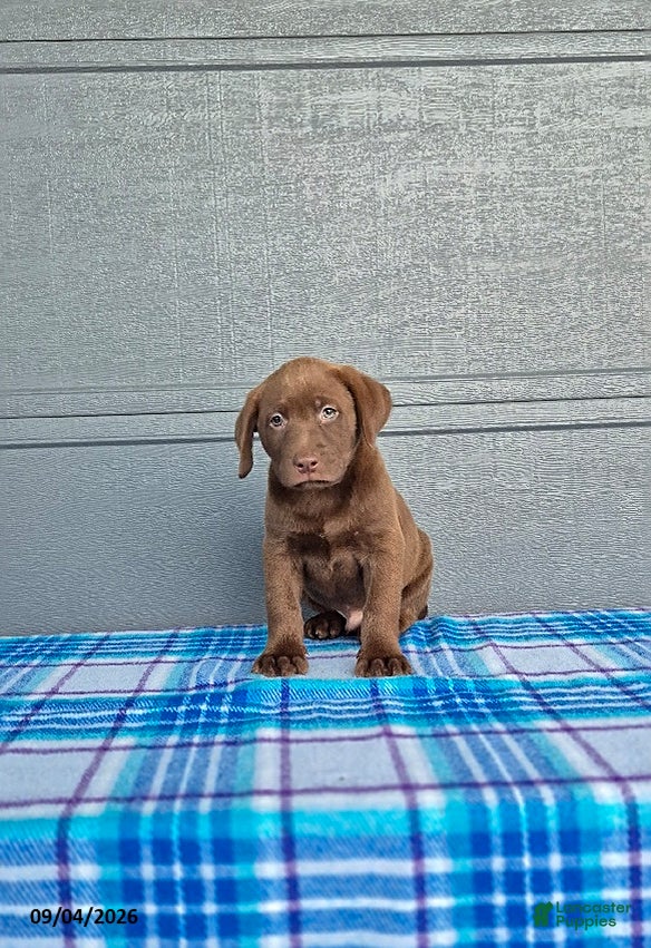 Labrador Retriever dogs Jack - Ad 1