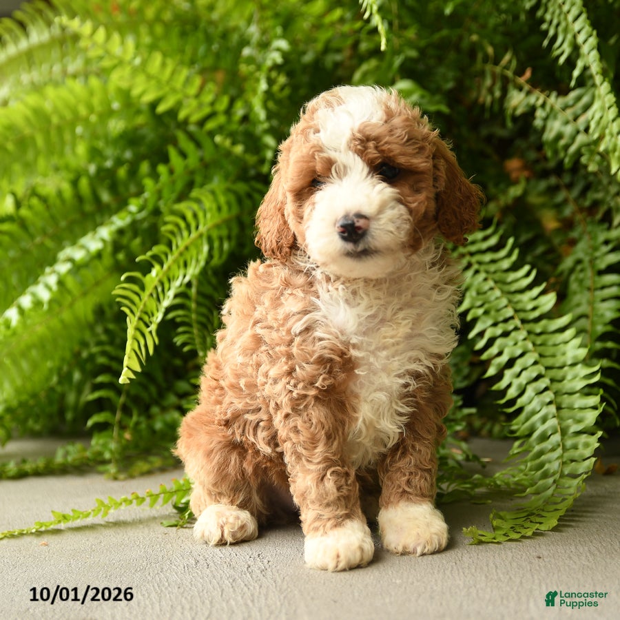 Mini Aussiedoodle dogs Sebastian - Ad 2