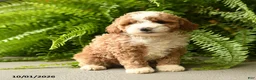 Mini Aussiedoodle dogs for sale: Sebastian - Ad 2