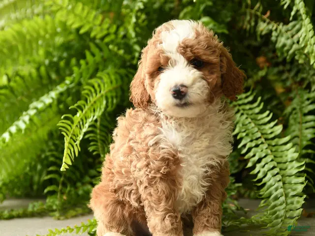 Mini Aussiedoodle dogs for sale: Sebastian - Ad 2