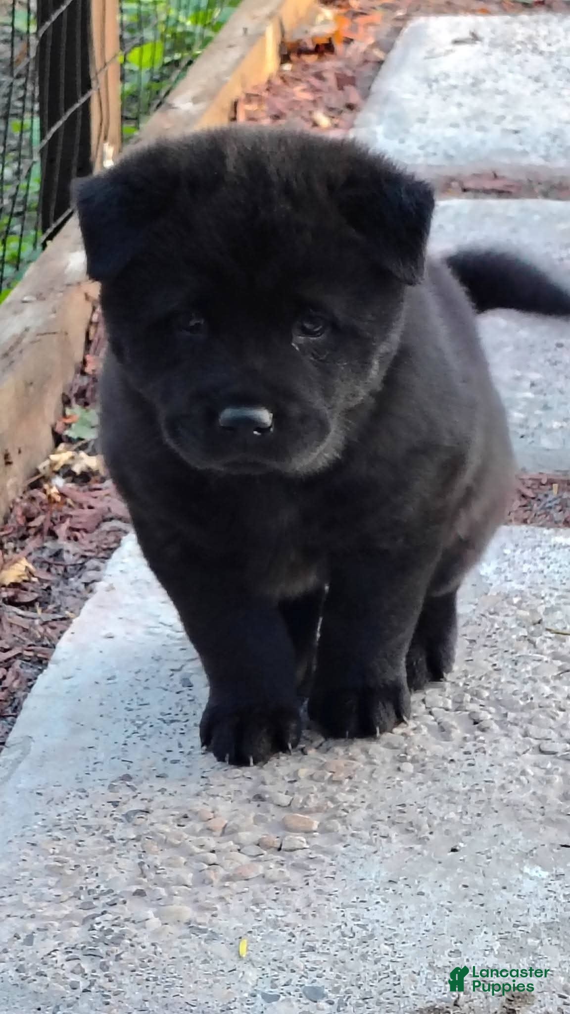 Mixed Breed dogs Chowsky girl 3 - Ad 1