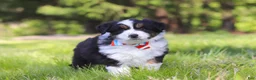 Australian Shepherd dogs for sale: Ranger - Ad 4