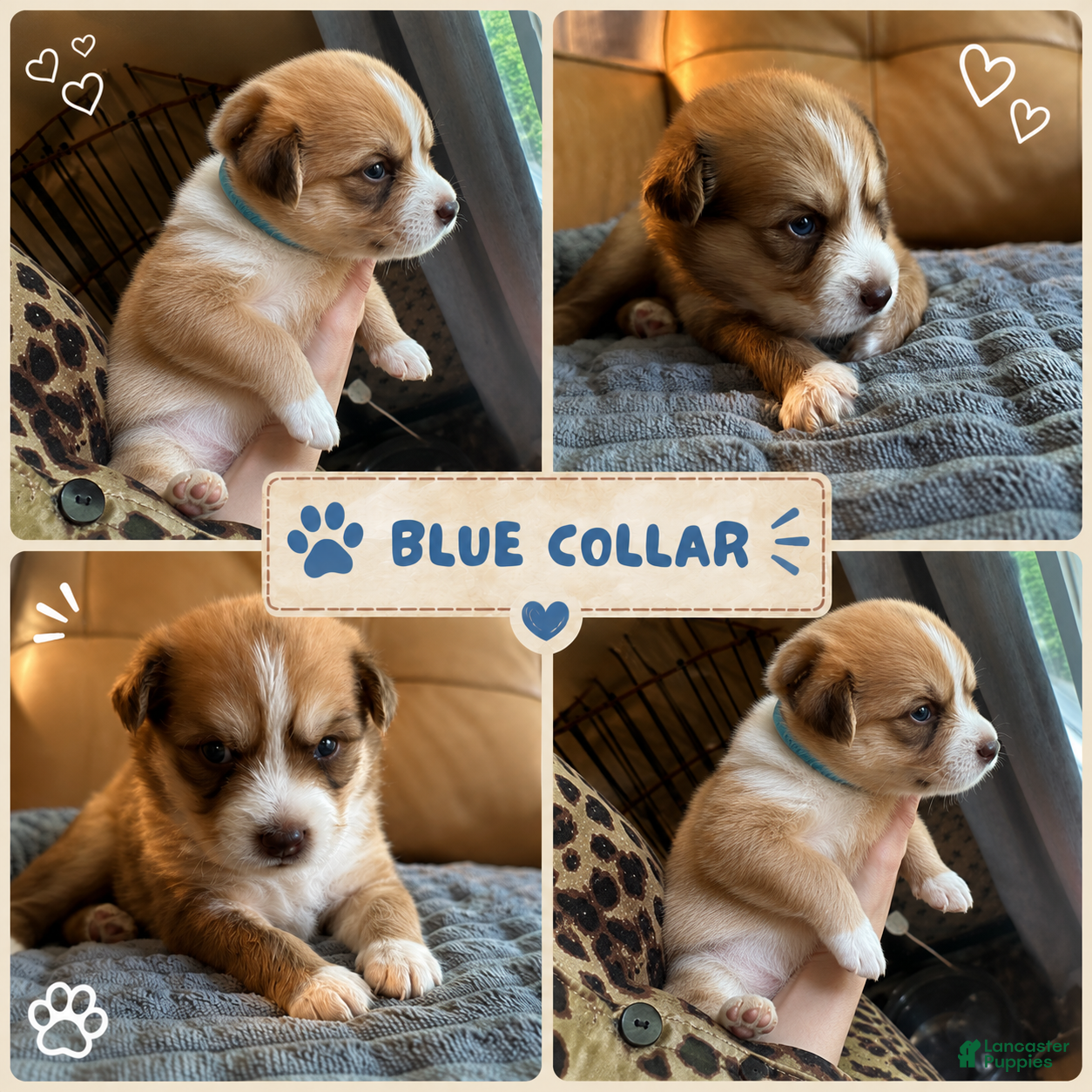 Mixed Breed dogs Big Blue - Boy - Ad 1