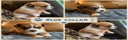 Mixed Breed dogs for sale: Big Blue - Boy - Ad 1