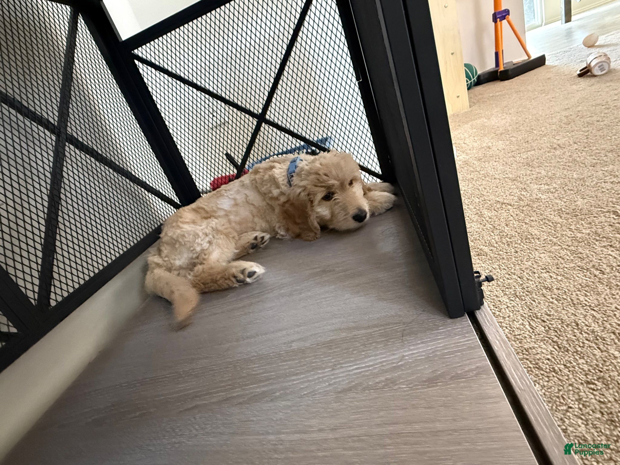 Goldendoodle dogs Goldendoodle Puppy 1 - Ad 19