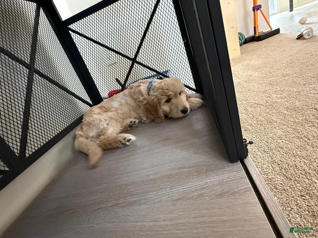 Goldendoodle dogs for sale: Goldendoodle Puppy 1 - Ad 1