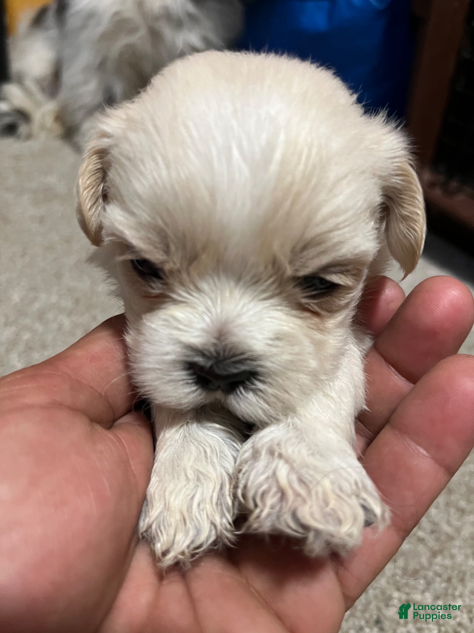 Havanese dogs Havanese Puppy 4 - Ad 28