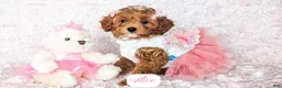 Cavapoo dogs for sale: Alice - Ad 7
