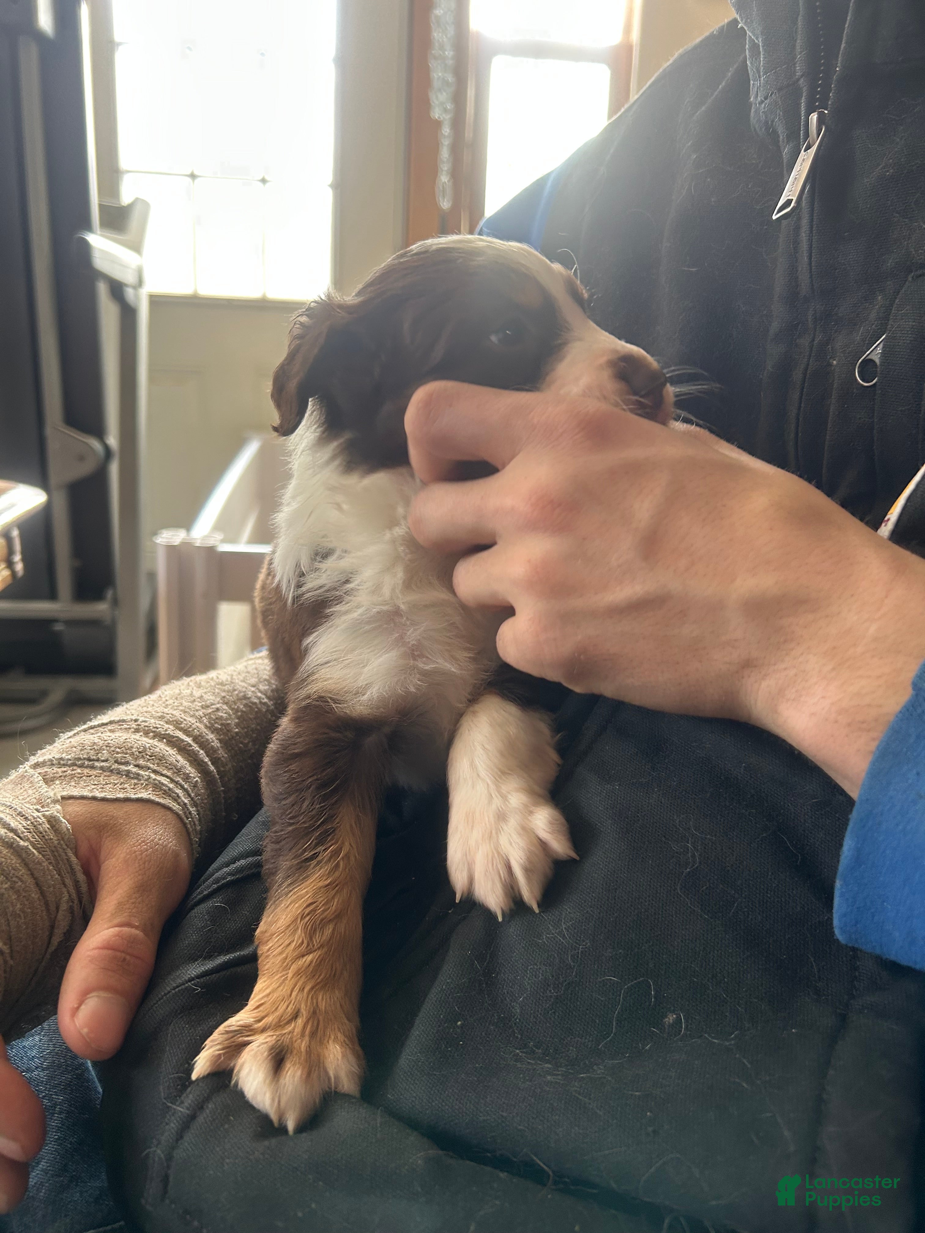 Australian Shepherd dogs Belle Star - Ad 2