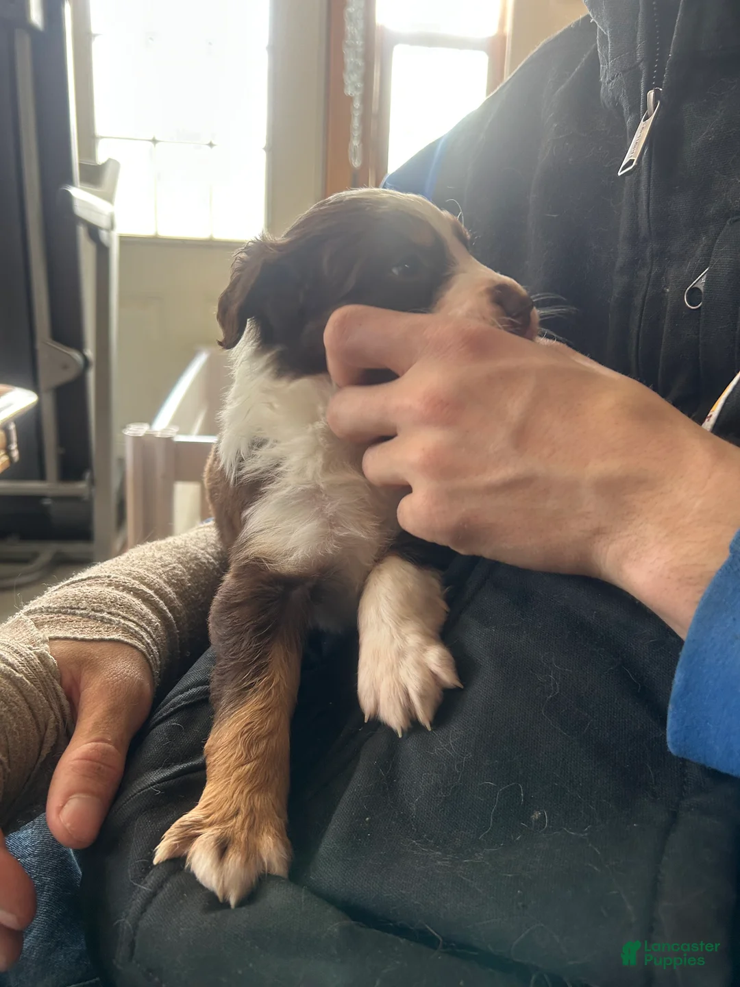 Australian Shepherd dogs for sale: Belle Star - Ad 2