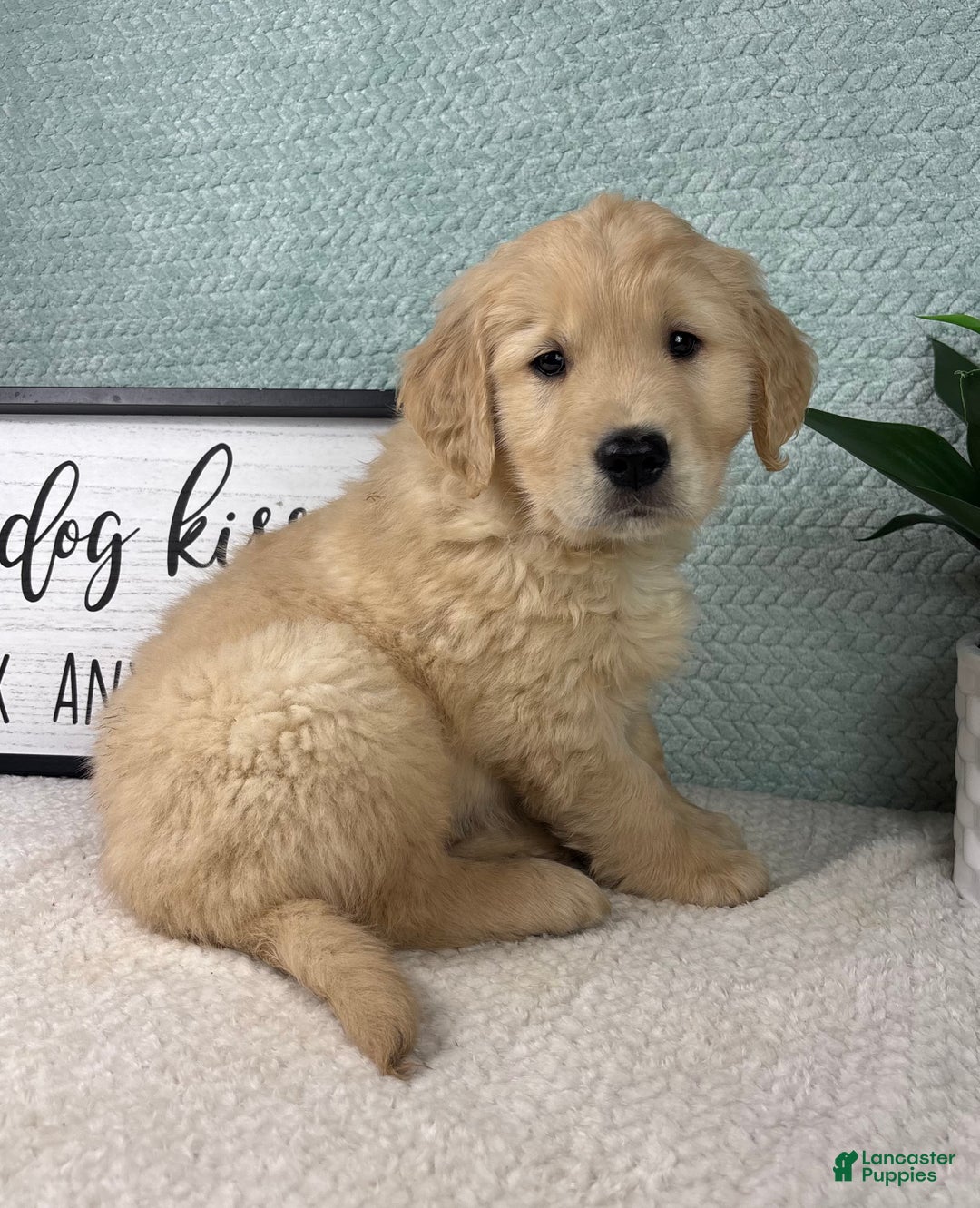 Golden Retriever dogs for sale: George  - Ad 1