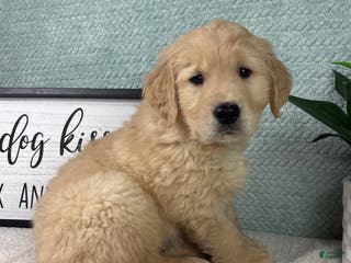 Golden Retriever dogs George - Ad 32