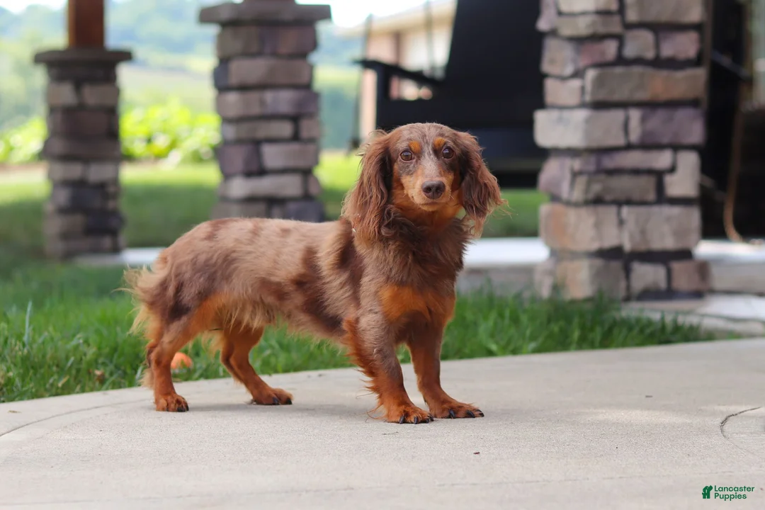 Miniature Dachshund dogs for sale: Warren - Ad 18