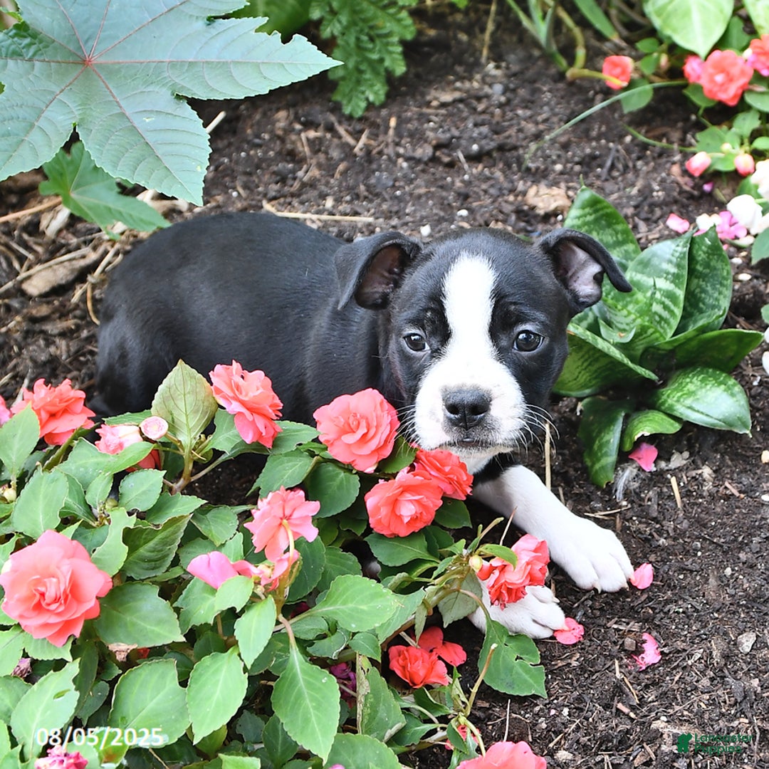 Dog Breed Boston Terrier Border Collie Mix Puppies Jessica Boston