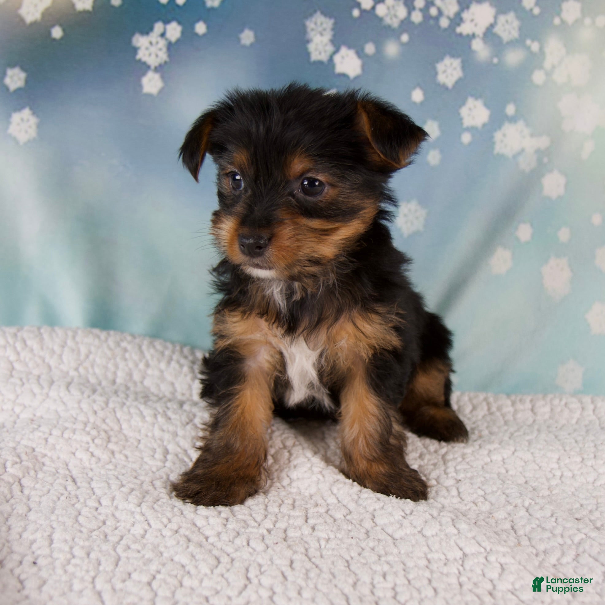 Yorkshire Terrier dogs Koby - Ad 3