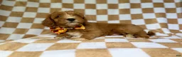 Cavapoo dogs for sale: Marshall - Ad 4
