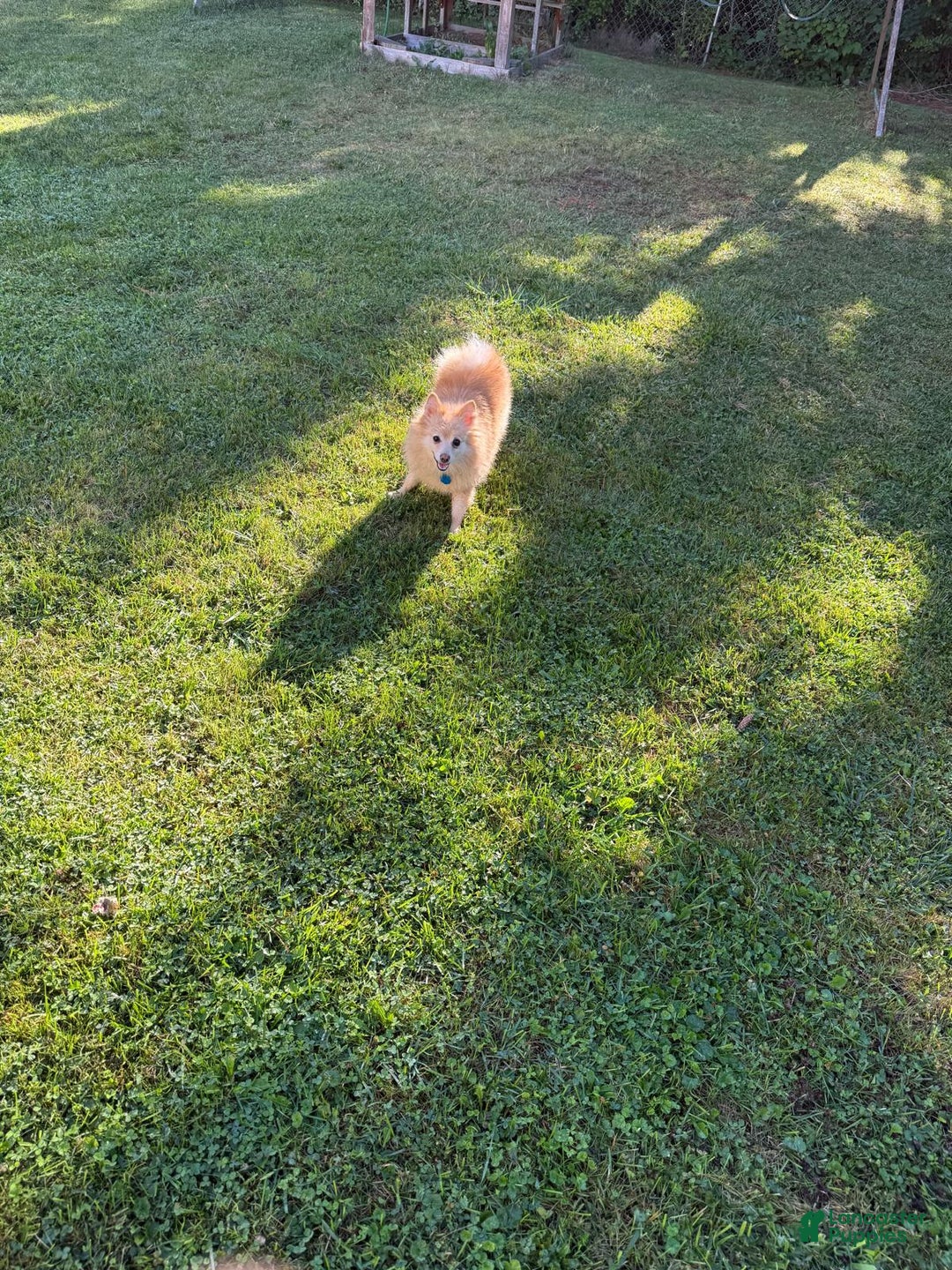 Pomeranian dogs for sale: Pomeranian Puppy 1 - Ad 11