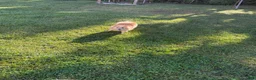 Pomeranian dogs for sale: Pomeranian Puppy 1 - Ad 11