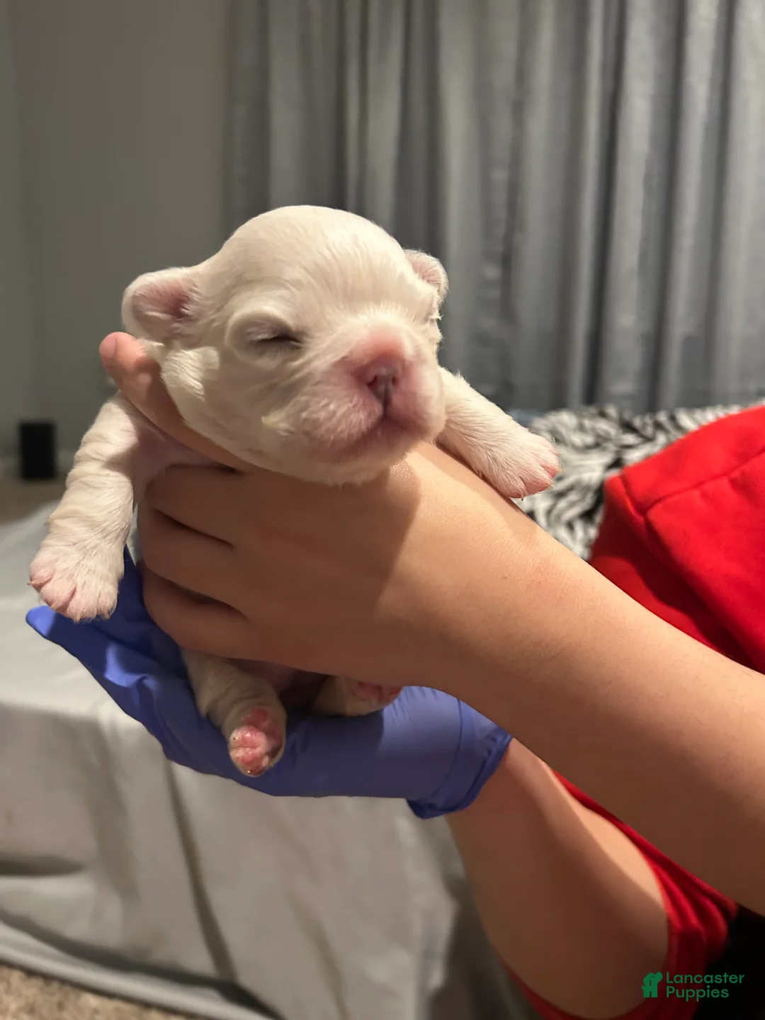 French Bulldog dogs for sale: Ivy - Ad 1