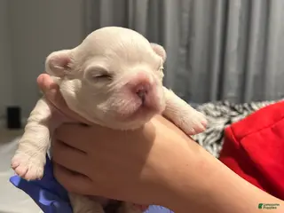 French Bulldog dogs Ivy - Ad 21