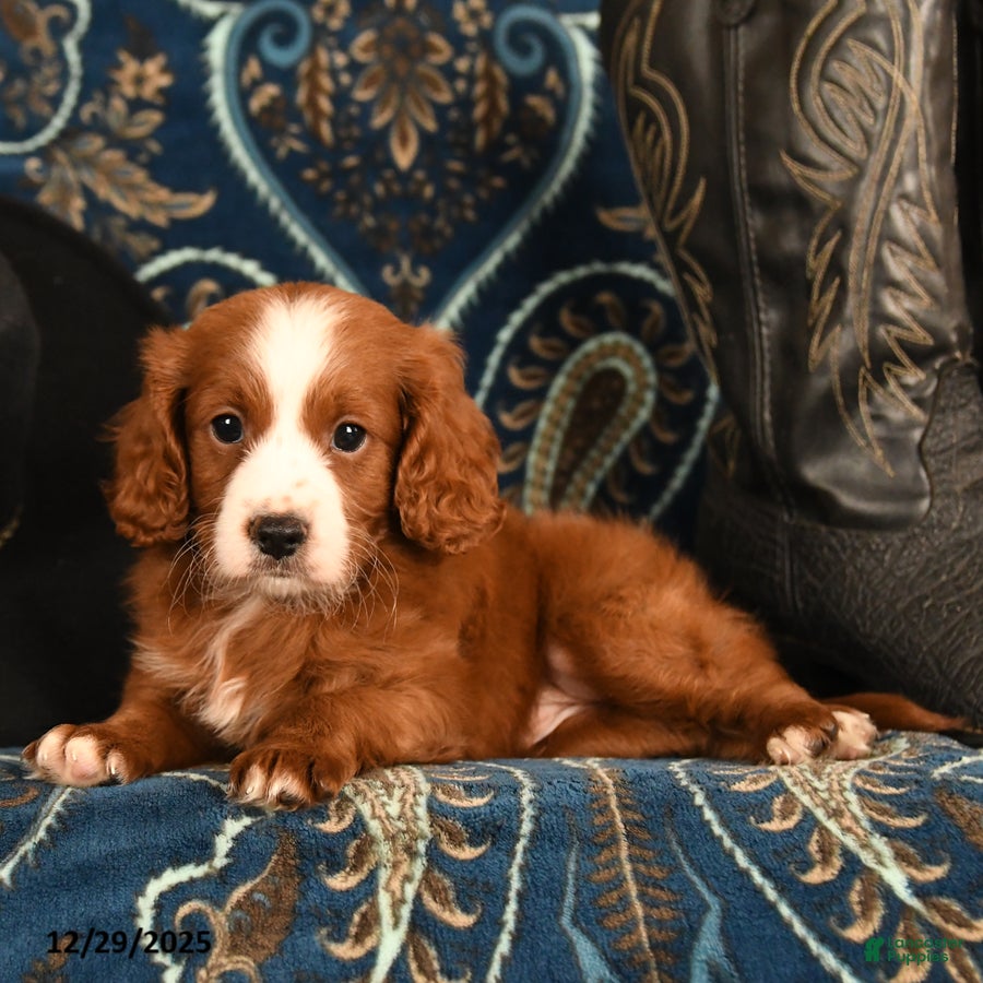 Cavapoo dogs Cash - Ad 34