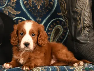 Cavapoo dogs Cash - Ad 34