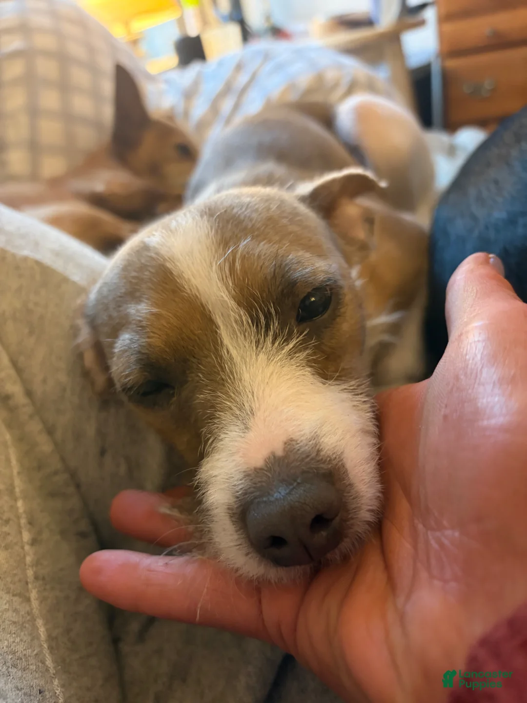 Jack Chi dogs for sale: Jack Chi Puppy 3 - Ad 2